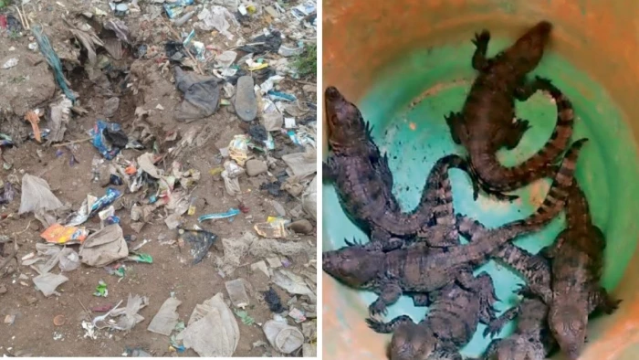 तालाब में मगरमच्छ के 6 नवजात शावक मिलने से सनसनी, ग्रामीणों में दहशत का माहौल